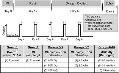 Supplemental Oxygen Protects Heart Against Acute Myocardial Infarction